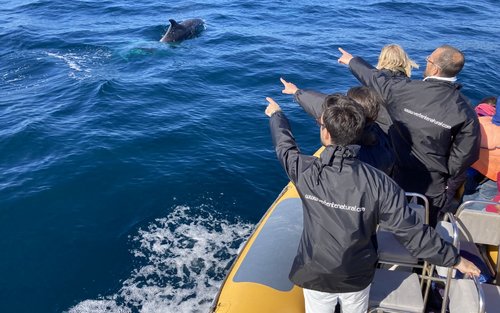 Dolphin Watching Experience in Arrabida Natural Park