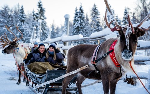 Traditional reindeer farm tour with 2 km sleigh ride in Rovaniemi