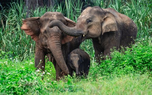 Krabi Elephant House Sanctuary Experience