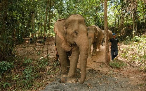 Trải nghiệm tại Love Elephant Sanctuary ở Krabi