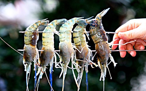 Yilan｜Lanyang Crab Village｜Gamberi di fiume thailandesi di Xueshan｜Esperienza di pesca ai gamberi