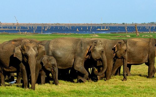 Minneriya National Park Private Safari