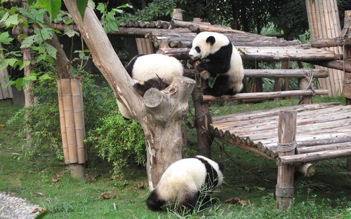 Excursão Guiada de Dia Inteiro à Base de Pandas e ao Grande Buda de Leshan