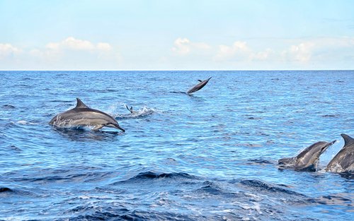 Swimming with Wild Dolphins, Lunch on Benitiers Island & Transfer in Mauritius