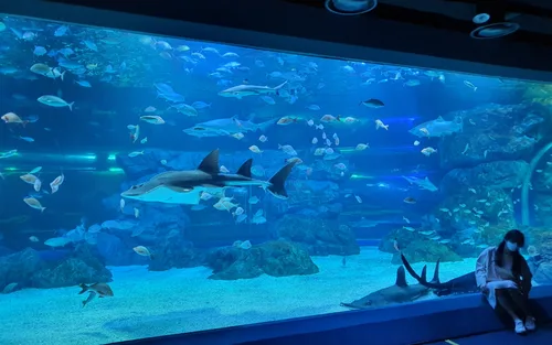 Suwon Gwanggyo Aqua Planet Admission Discount Ticket