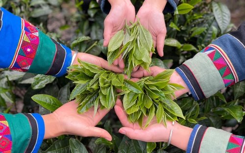 Xishuangbanna Tea Picking & Dai Village Discovery Full-Day
