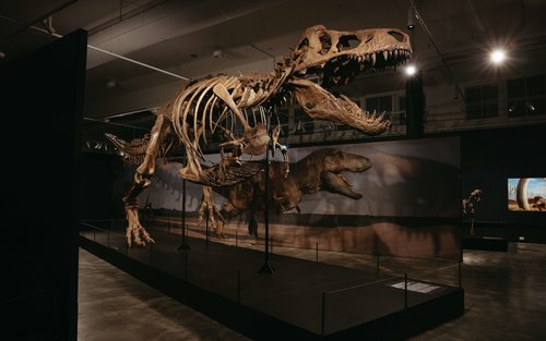 Centro de Ciências Dinossauros | Extinções | Exposição Nós