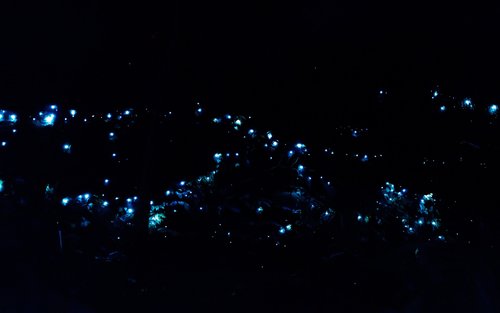 Tamborine Mountain Night Rainforest Tour with Glow Worms