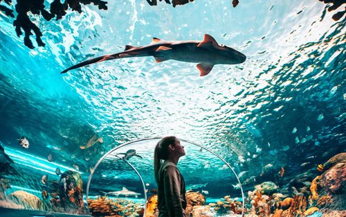 Ripley's Aquarium of Canada: Sharks After Dark
