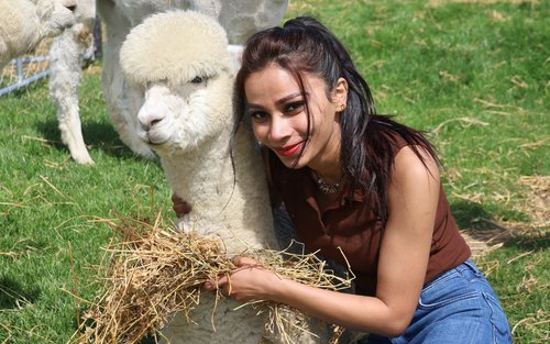 Alpaca Farm Tour - Silverstream Alpaca - Kaiapoi