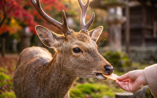 Nara Todai-ji Temple & Deer Park Half-Day Small Group Tour
