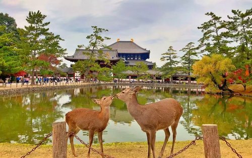 大阪、京都、奈良全日私人包车游（行程可定制）
