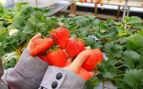 【群馬田園樂遊】吹割瀑布&原田農場水果採摘&薰衣草花海/滑雪/伊香保溫泉一日遊（東京出發）