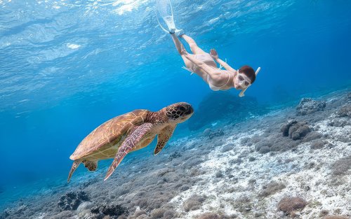 ミリッサでウミガメとシュノーケリング