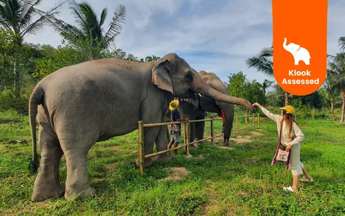 从曼谷或芭提雅出发的春武里府绿色大象保护区之旅