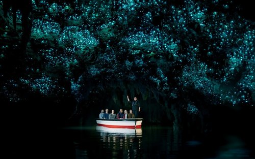Waitomo Caves & Te Puia Rotorua Small Group Day Tour