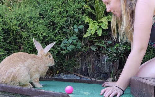 rotorua mini golf with rabbits