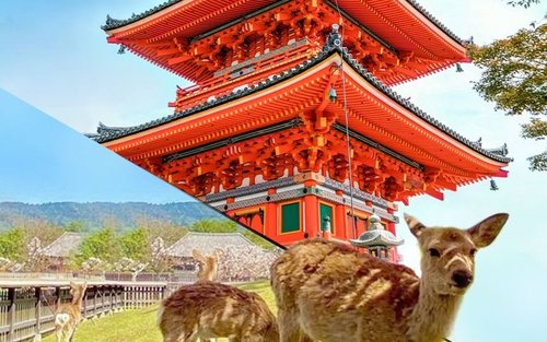 [한국어 가이드 & 리뷰 특가] [🌸OPEN🌸] 오사카 출발 나라 교토 1일 버스투어 (라쿠투어)