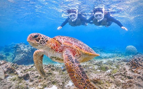 Esperienza di snorkeling di mezza giornata con le tartarughe marine a Miyakojima (Okinawa)