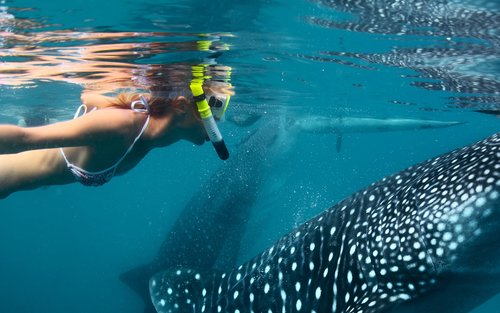 Oslob Whale Shark Watching Experience in Cebu