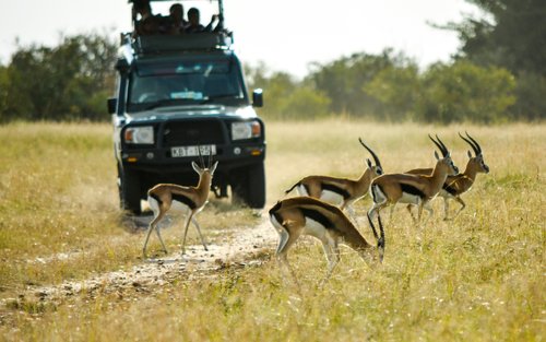 Nairobi National Park, Elephant Nursery & Giraffe Center Guided Tour