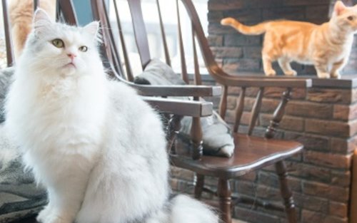 고양이 카페 모카 (시부야 센터가이)