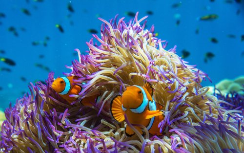 Frankland Islands Reef Cruises