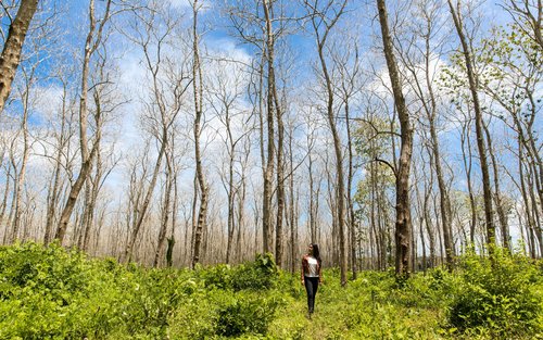Ganztägige private Tour zum Ketapang Alas Purwo Nationalpark