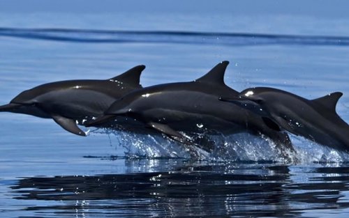 Whale and Dolphin Watching Experience in Trincomalee