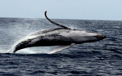 渡嘉敷島觀光＆賞鯨體驗