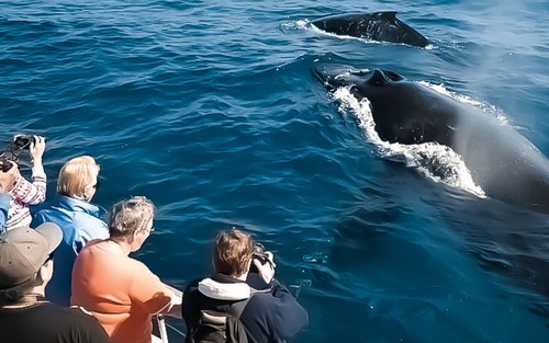 Waikiki Whale Watching Experience in Hawaii