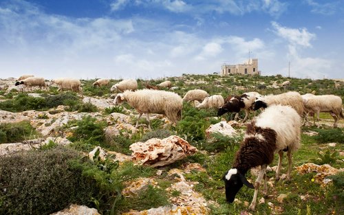 姆迪纳（Mdina）& 丁利悬崖（Dingli Cliffs）& 圣安东尼奥植物园（San Anton Botanical Gardens）之旅