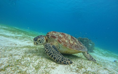 Lawatan Bot Bohol - Makan Tengahari, Snorkel di Terumbu Karang & Pusat Perlindungan Penyu