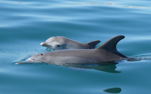 班伯利 Dolphin Discovery Centre 海豚生态巡游