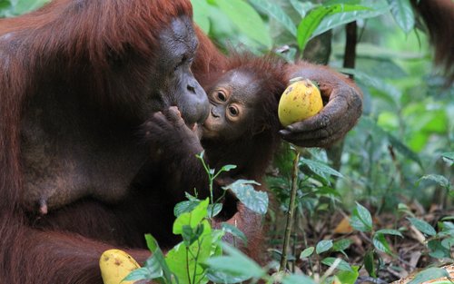 Paglilibot sa Bukit Merah Orang Utan Island Foundation sa Perak 