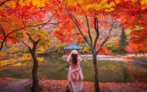 Naejangsan National Park Autumn Foliage Day Tour from Seoul / Busan