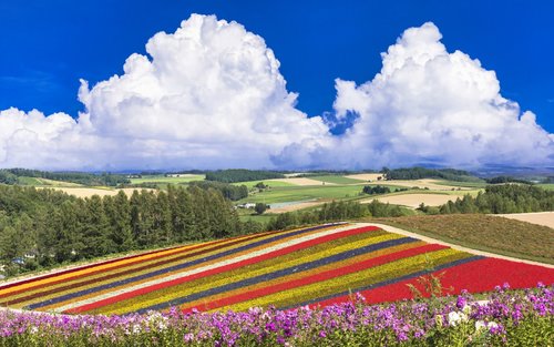 Sapporo Furano & Biei Day Trip with Flower Fields