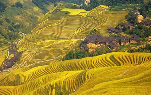 Longji Rice Terraces