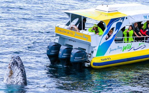 杰维斯湾观鲸游船巡航