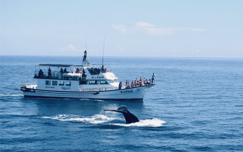 Hualien Whale Watching | Whale World Whale Watching Eco Tour
