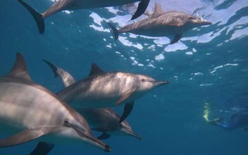 Samadai Dolphin House Diving Tour from Marsa Alam