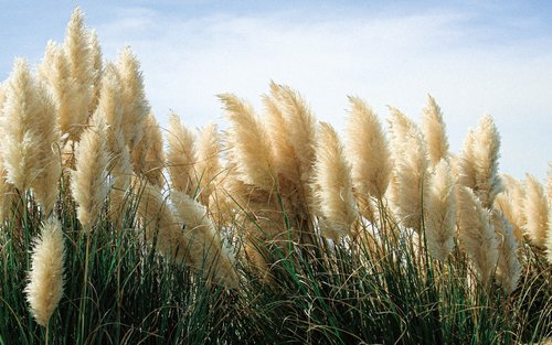 Biglietto d'ingresso a Camellia Hill a Jeju