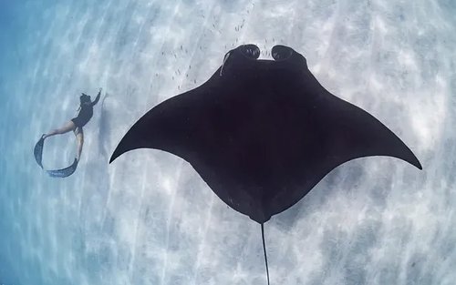 宁格鲁礁潜水体验（遇见蝠鲼）