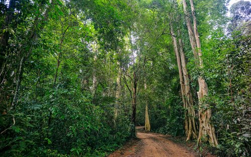 Cat Tien National Park Jungle Day Tour from Ho Chi Minh City