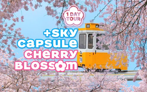 Haeundae Sky Capsule & Chasing Cherry Blossom Day Tour