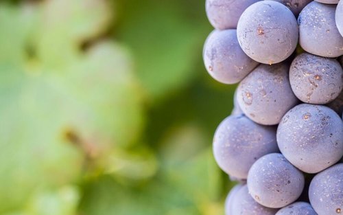 Cape Town Franschhoek Winelands Full-Day Tour