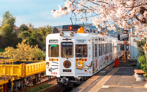 Tagesausflug nach Wakayama: Katz Stationsvorsteher Kishi Station Zugerlebnis, Thunfisch-Demontageshow, Shirahama Onsen, Senjojiki Sandanbeki (Osaka Hin- und Rückfahrt)
