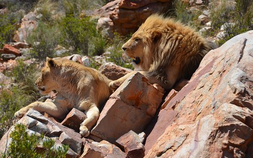 Aquila Game Reserve Safari with wine tasting, Transport & Lunch
