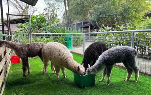G2G Animal Garden Ticket at Serdang Selangor