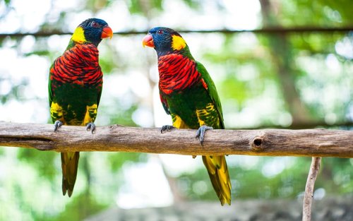 KL Bird Park, Butterfly Park and Garden Tour with Scenic Buggy Ride